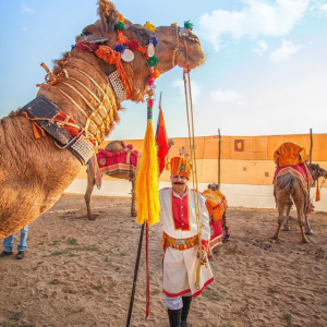 CAMEL FESTIVAL CAMEL FESTIVAL