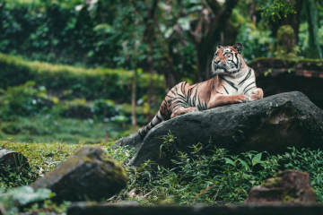 Taj Mahal, Tiger & Culture